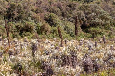 Orta Kolombiya 'nın And Dağları' ndaki Laguna Verde 'nin etrafındaki Teatinos Paramo' daki egzotik Frailejon Vadisi..