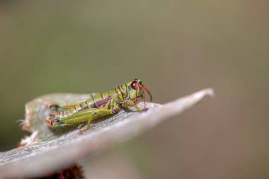 Kırılgan bir yaprağın üzerinde duran bir çekirgenin makro fotoğrafı. Orta Kolombiya 'nın And Dağları' nın dağlarında, Teatinos 'un Paramo' sunda yakalandılar..