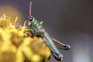 Kırılgan çiçeklerle beslenen bir çekirgenin makro fotoğrafı. Orta Kolombiya 'nın And Dağları' nın dağlarında, Teatinos 'un Paramo' sunda yakalandılar..