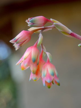 Orta Kolombiya 'nın And Dağları' ndaki bir bahçede çekilmiş Echeveria çiçeklerinin makro fotoğrafları..