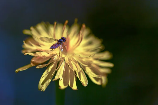 在蒲公英花上栖息着一个橙色和蓝色条纹的空中飞蝇的宏观摄影 在哥伦比亚中部安第斯山脉被捕 — 图库照片