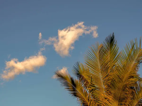 Mehrfache Belichtung Von Palmenblättern Vor Einem Fast Klaren Blauen Himmel — Stockfoto