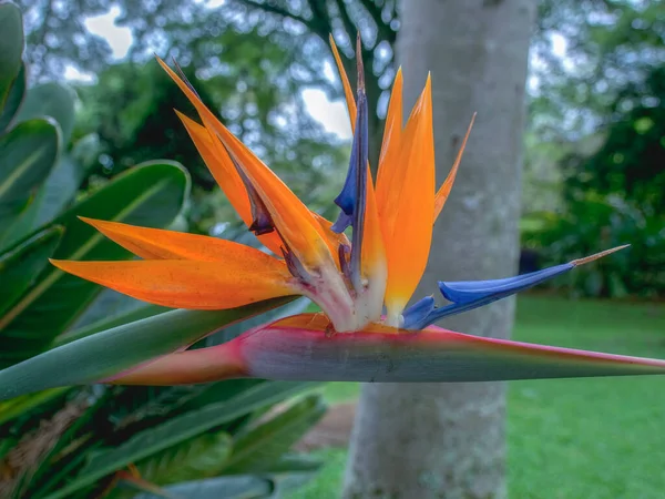 Belleza Ave Exótica Flor Paradisíaca Capturado Las Montañas Andinas Del —  Fotos de Stock