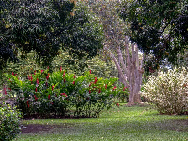 Tropisk Trädgård Typisk Från Södra Colombia Fångad Andinska Bergen Södra — Stockfoto