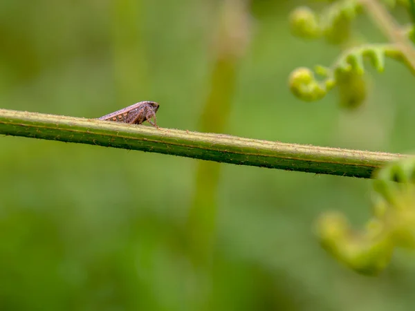 Fotografia Macro Gafanhoto Muito Pequeno Num Ramo Samambaia Águia Capturado — Fotografia de Stock