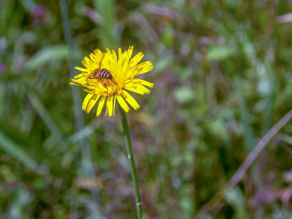 Macro Fotografia Trabalhador Abelha Mel Coletando Pólen Néctar Uma Flor — Fotografia de Stock