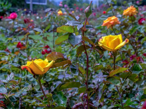 Deux Roses Jaunes Milieu Une Roseraie Capturé Dans Les Montagnes — Photo