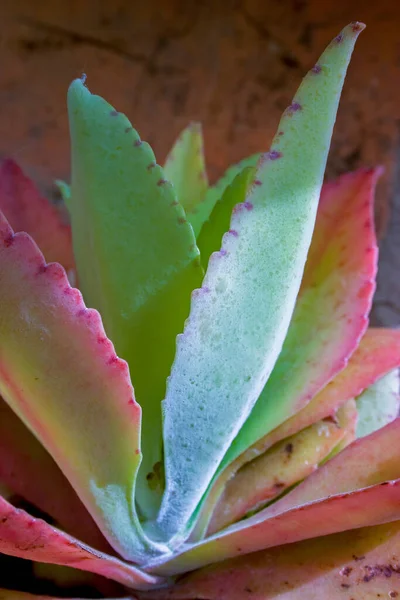 Közelkép Fotózás Egy Aloe Zamatos Növény Levelek Fény Délutáni Nap — Stock Fotó