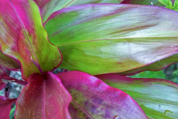 Büyük Renkli Yaprakların Yakın Çekim Fotoğrafları Kanna Bitkisinin Tropikal Bir — Stok fotoğraf