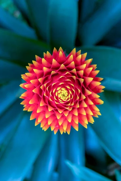 Yukarıdan bir bromelia çiçeğinin yakın plan fotoğrafı. Orta Kolombiya 'nın And Dağları' nda yakalandılar..