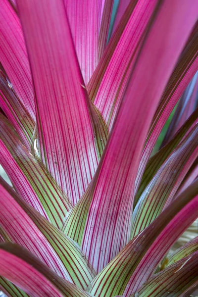 Egy Bromelia Növény Színes Leveleinek Közeli Fotográfiája Közép Kolumbia Andok — Stock Fotó