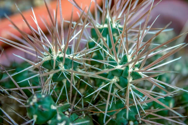 Macro Photographie Des Longues Épines Tranchantes Cactus Capturé Dans Jardin — Photo