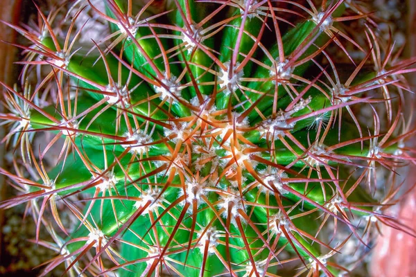 Makro Fotózás Intrinkált Vörös Tövisek Egy Kaktusz Egy Kertben Fogták — Stock Fotó