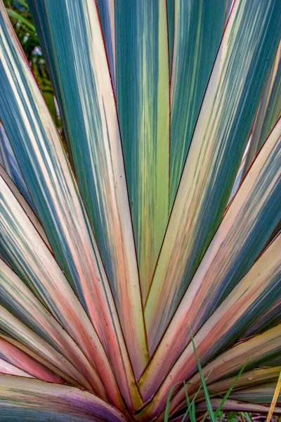 Közelkép Színes Levelek Egy Zélandi Len Kerti Növény Közép Kolumbia — Stock Fotó