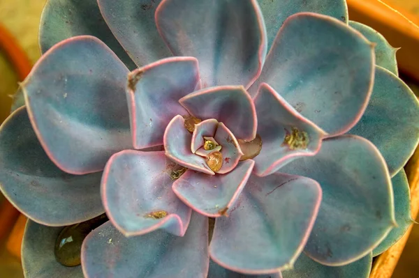 Bir Echeveria Sulu Bitkisinin Yapraklarının Çiğ Damlalarıyla Güzel Ölümünün Makro — Stok fotoğraf