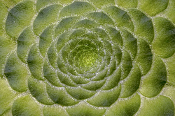 Makro Fotografie Úžasného Přírodního Vzoru Ploché Aeonium Šťavnaté Rostliny Zajat — Stock fotografie