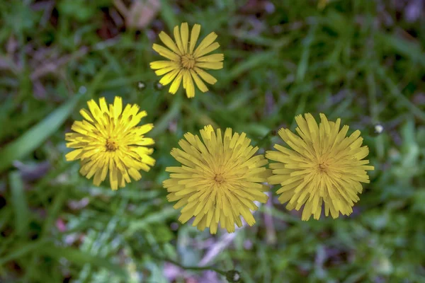 Fotografia Zbliżeniowa Grupy Czterech Kwiatów Mniszka Lekarskiego Oglądanych Góry Schwytany — Zdjęcie stockowe