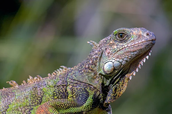 Retrato Una Iguana Verde Capturado Las Montañas Andinas Del Sur —  Fotos de Stock