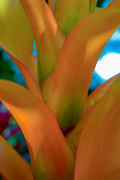 Detailní Fotografie Listů Pomerančovníku Bromeliového Zajat Andských Horách Střední Kolumbii — Stock fotografie