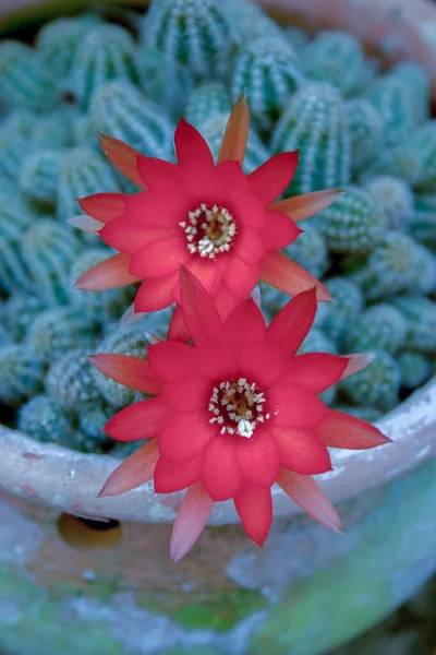 Fotografía Macro Par Flores Rojas Cactus Maní Capturado Jardín Las — Foto de Stock