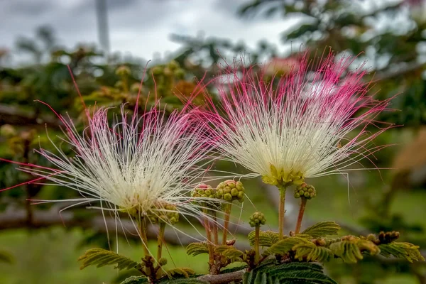 Close Photography Two Persian Silk Tree Flowers Captured Andean Mountains — Stock Photo, Image