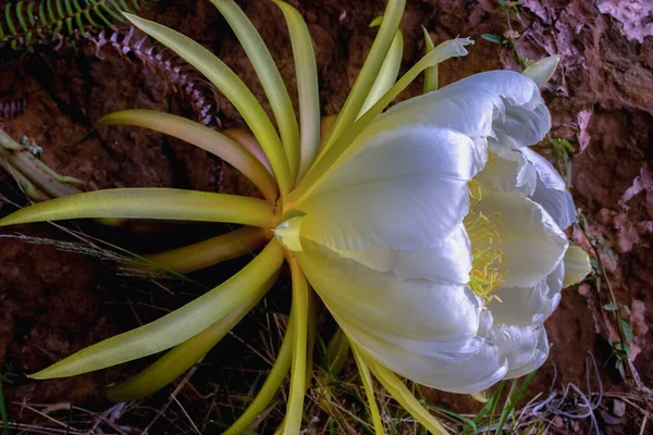 Macro Photography Enormous Exotic White Flower Pitaya Dragon Fruit Cactus — Stock Photo, Image