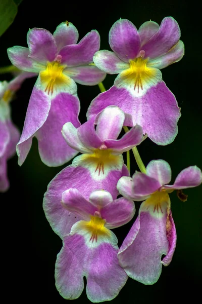 Крупный План Phptpgraphy Bouquet Purple Yellow Miltonia Orchid Flowers Захвачен — стоковое фото