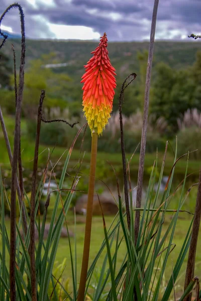 Red Hot Poker Flower Middle Field Captured Andean Mountains Central — Stock Photo, Image