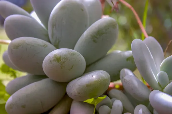 암석에 매크로 콜롬비아 중부에 안데스산맥 의정원에서 붙잡혔다 — 스톡 사진