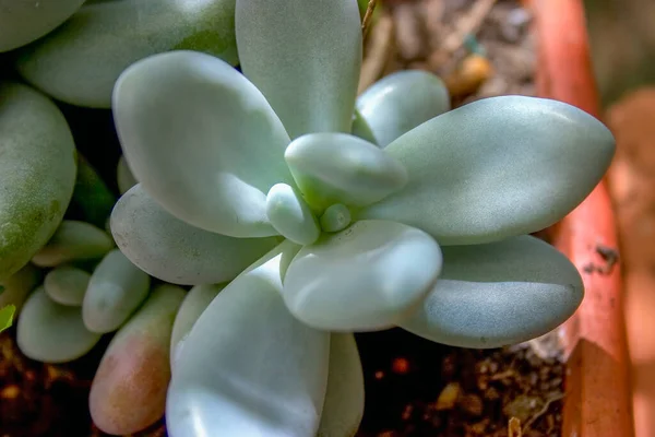 Fotografía Macro Las Hojas Suculentas Planta Piedra Lunar Capturado Jardín — Foto de Stock