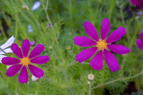 Fotografía Cerca Hermosas Flores Tierra Violeta Capturado Una Granja Las — Foto de Stock