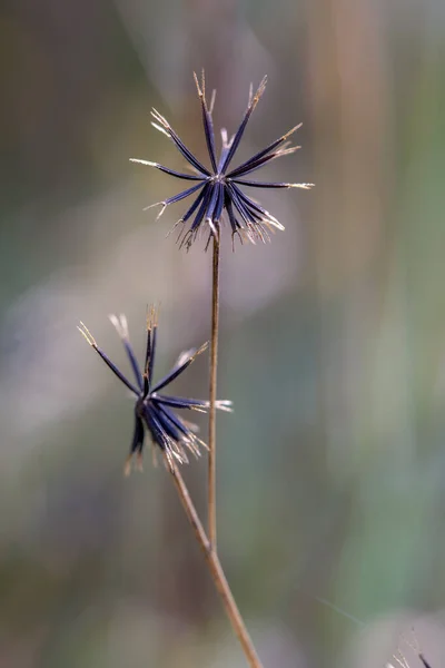 Fotografía Macro Dos Cabezas Semilla Garrapata Mendigos Capturado Las Montañas — Foto de Stock