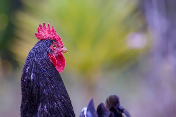 Fotografía Cerca Una Cabeza Gallo Campo Libre Capturado Los Montes —  Fotos de Stock