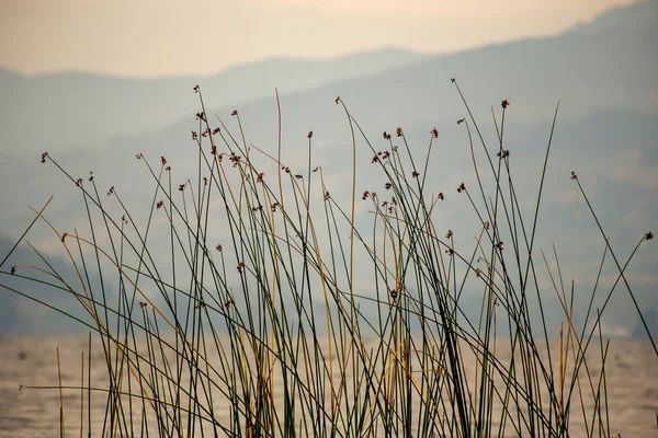 Пасмурный День Краю Озера Тота Крупнейшего Природного Озера Колумбии Расположенного — стоковое фото