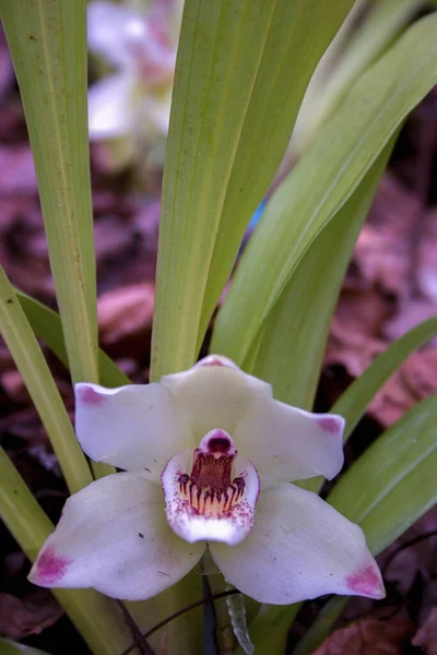 Szczelnie Góry Fotografia Bia Ego Pescatoria Orchidea Kwiat Złapany Górach — Zdjęcie stockowe