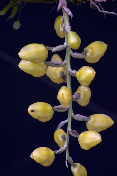 黄色の蘭の芽のクローズアップ写真 コロンビア中央部のアンデス山脈で撮影 — ストック写真