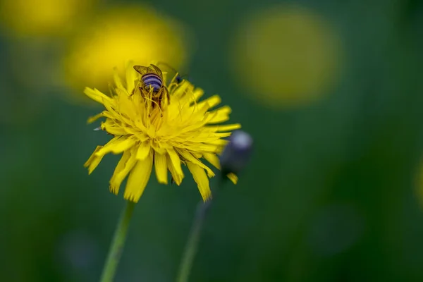Karahindiba Çiçeğiyle Beslenen Bir Arının Sırtındaki Makro Fotoğrafçılık Orta Kolombiya — Stok fotoğraf