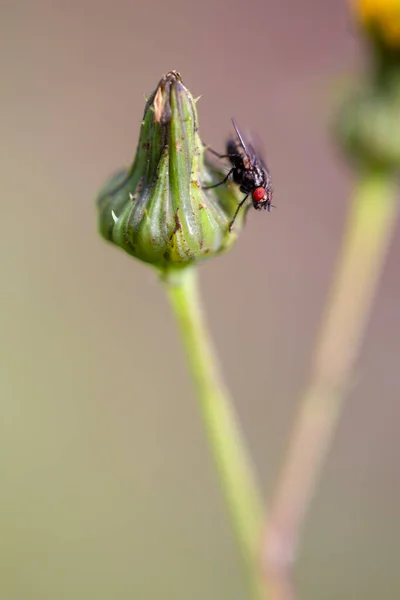 Macro Fotografia Una Mosca Stabile Appoggiata Germoglio Dente Leone Catturati — Foto Stock