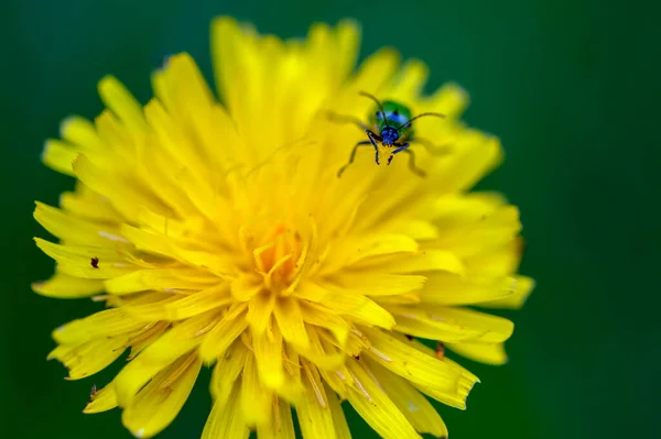 Karahindiba Çiçeğinin Üzerindeki Benekli Bir Salatalık Böceğinin Makro Fotoğrafı Orta — Stok fotoğraf