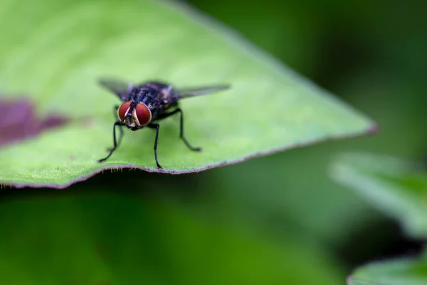 Yeşil bir yaprağın üzerinde duran bir sineğin makro fotoğrafı. Orta Kolombiya 'nın And Dağları' nda yakalandılar..