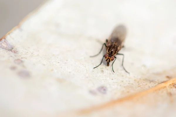 Fotografia Macro Uma Mosca Estável Uma Folha Branca Seca Capturado — Fotografia de Stock