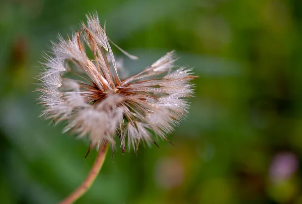 Macro Fotografia Una Testa Seme Dente Leone Con Sacco Gocce — Foto Stock