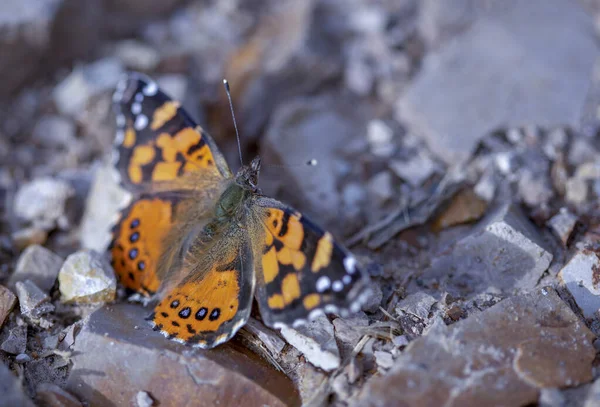 Orta Kolombiya 'nın And Dağları' nda kayalık bir yolda dinlenen bir kadın kelebeğin makro fotoğrafları..