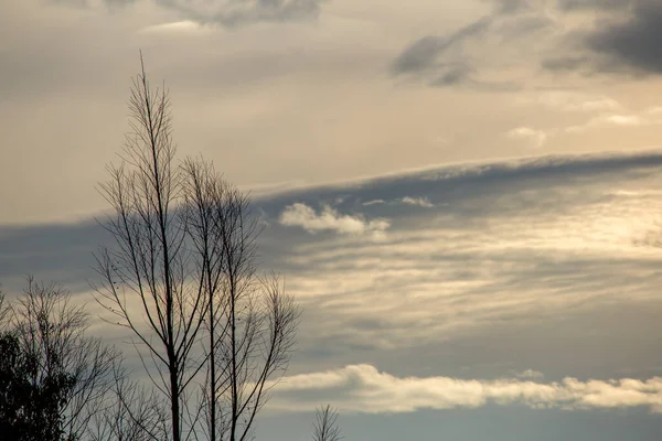 Subtile Wolken Hinter Einem Blattlosen Baum Bei Sonnenuntergang Über Den — Stockfoto