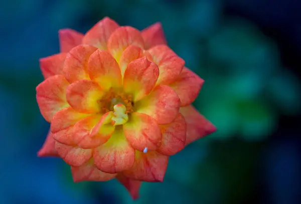 Macro Photographie Une Fleur Bégonia Orange Capturée Dans Les Montagnes — Photo