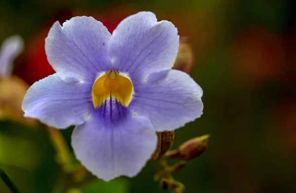 Macro Fotografie Van Een Bengaalse Klok Vine Bloem Gevangen Het — Stockfoto