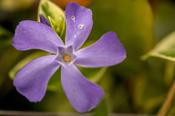 Fotografia Macro Uma Flor Azul Periwinkle Capturada Nas Montanhas Andinas — Fotografia de Stock