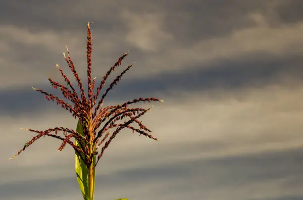 Nahaufnahme Einer Kornblume Mit Gefleckten Gurkenkäfern Vor Dem Morgenhimmel Den — Stockfoto