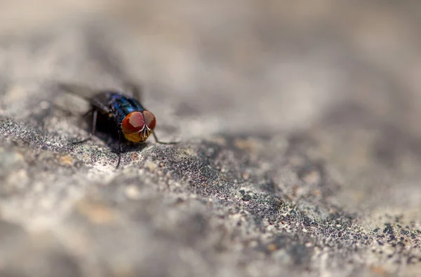 Macro Fotografia Una Mosca Blu Una Roccia Catturato Nelle Alte — Foto Stock