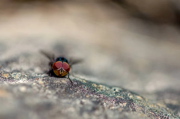 Photographie Macro Une Mouche Bleue Sur Rocher Capturée Dans Les — Photo